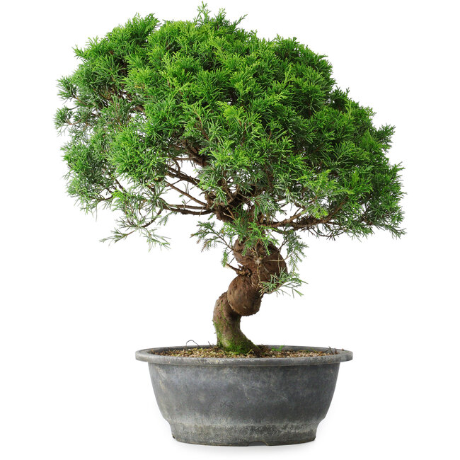 Juniperus chinensis Itoigawa, 36 cm, ± 15 años