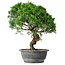 Juniperus chinensis Itoigawa, 36 cm, ± 15 jaar oud