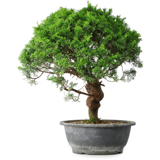 Juniperus chinensis Itoigawa, 36 cm, ± 15 ans