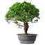 Juniperus chinensis Itoigawa, 36 cm, ± 15 años