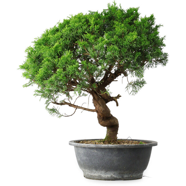 Juniperus chinensis Itoigawa, 36 cm, ± 15 anni