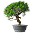 Juniperus chinensis Itoigawa, 36 cm, ± 15 ans