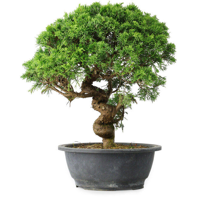 Juniperus chinensis Itoigawa, 36 cm, ± 15 años