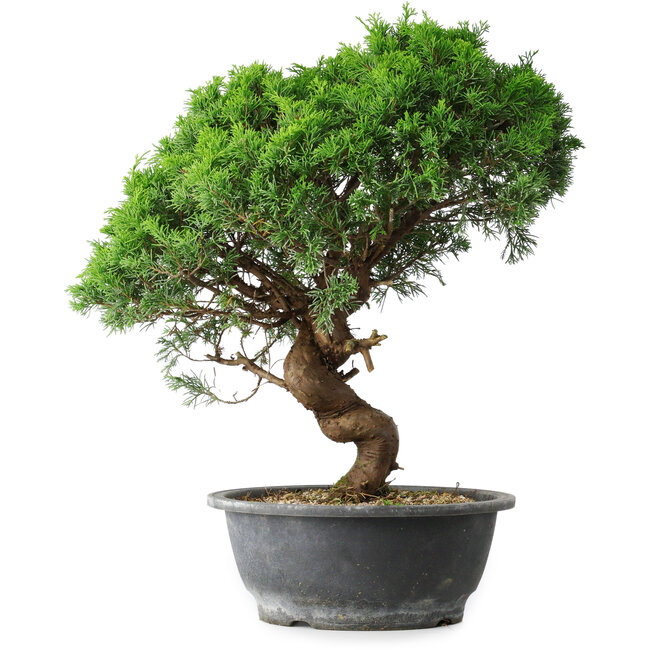 Juniperus chinensis Itoigawa, 36 cm, ± 15 años