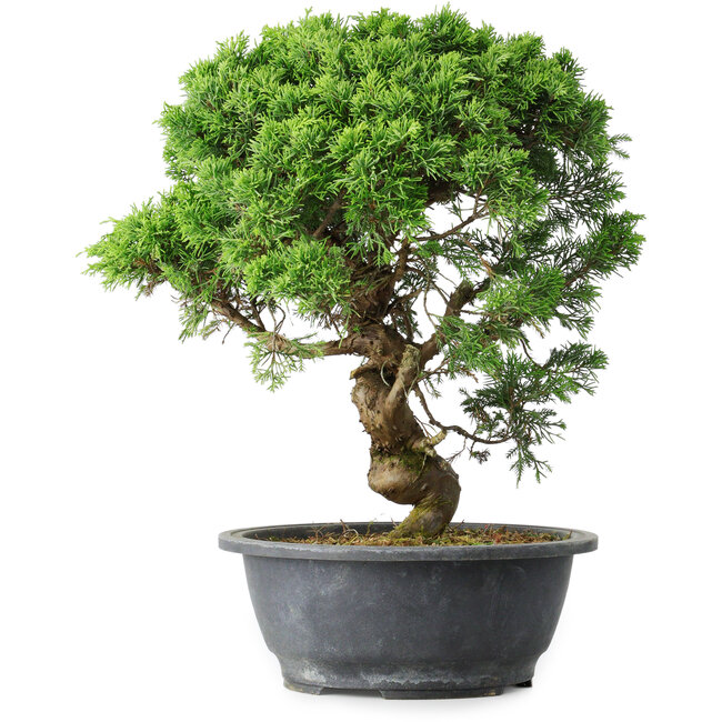 Juniperus chinensis Itoigawa, 36 cm, ± 15 years old