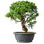 Juniperus chinensis Itoigawa, 36 cm, ± 15 ans