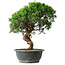Juniperus chinensis Itoigawa, 36 cm, ± 15 años
