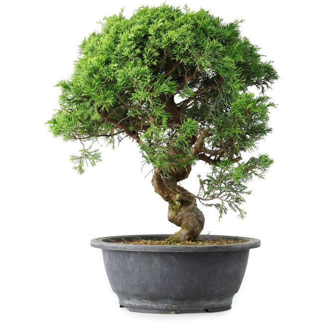 Juniperus chinensis Itoigawa, 36 cm, ± 15 ans