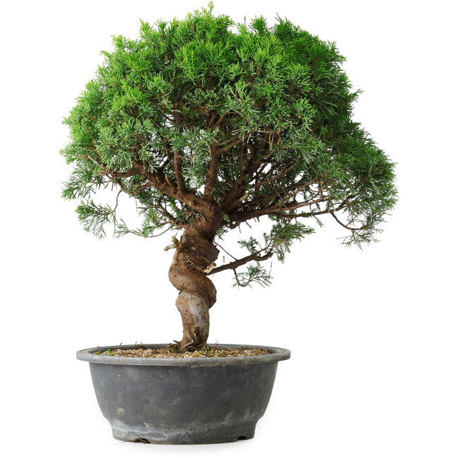 Juniperus chinensis Itoigawa, 36 cm, ± 15 ans