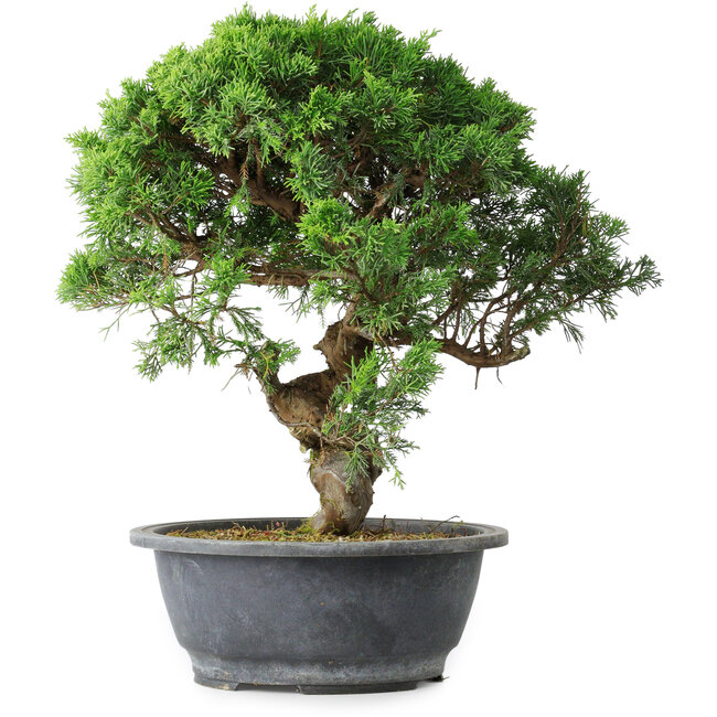 Juniperus chinensis Itoigawa, 36 cm, ± 15 años