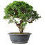Juniperus chinensis Itoigawa, 36 cm, ± 15 ans