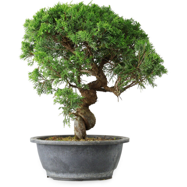 Juniperus chinensis Itoigawa, 36 cm, ± 15 años