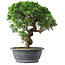 Juniperus chinensis Itoigawa, 36 cm, ± 15 años