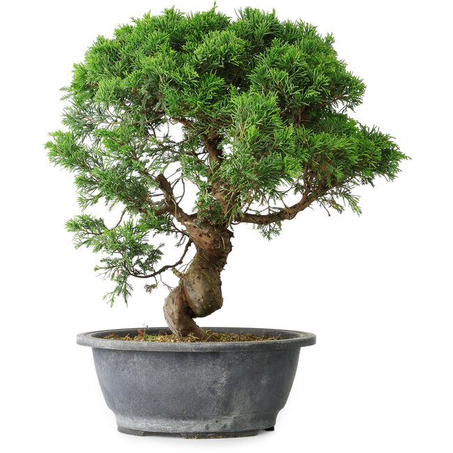 Juniperus chinensis Itoigawa, 36 cm, ± 15 years old