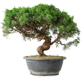 Juniperus chinensis Itoigawa, 36 cm, ± 15 anni