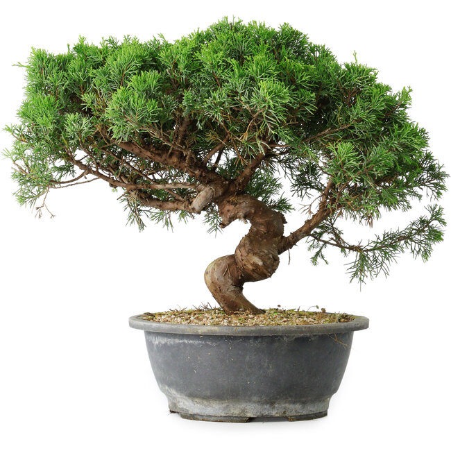 Juniperus chinensis Itoigawa, 36 cm, ± 15 jaar oud