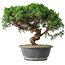 Juniperus chinensis Itoigawa, 36 cm, ± 15 jaar oud