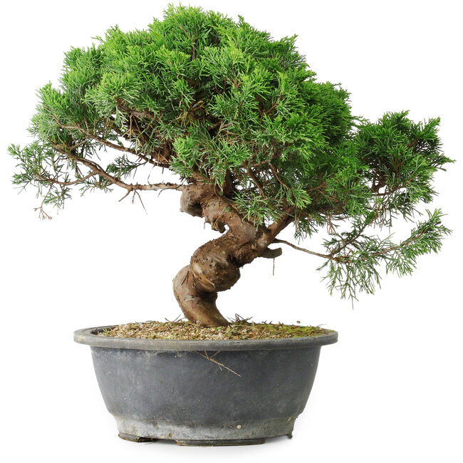 Juniperus chinensis Itoigawa, 36 cm, ± 15 jaar oud