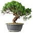 Juniperus chinensis Itoigawa, 36 cm, ± 15 anni