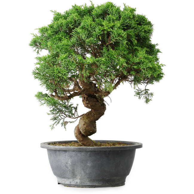 Juniperus chinensis Itoigawa, 36 cm, ± 15 anni