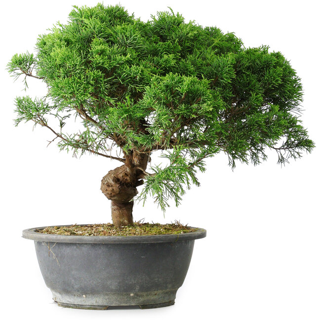 Juniperus chinensis Itoigawa, 36 cm, ± 15 jaar oud