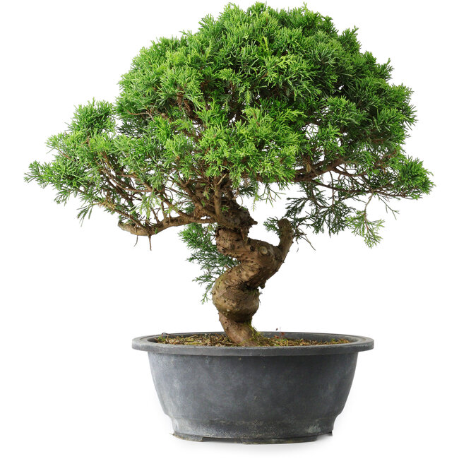 Juniperus chinensis Itoigawa, 36 cm, ± 15 años