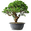 Juniperus chinensis Itoigawa, 36 cm, ± 15 anni