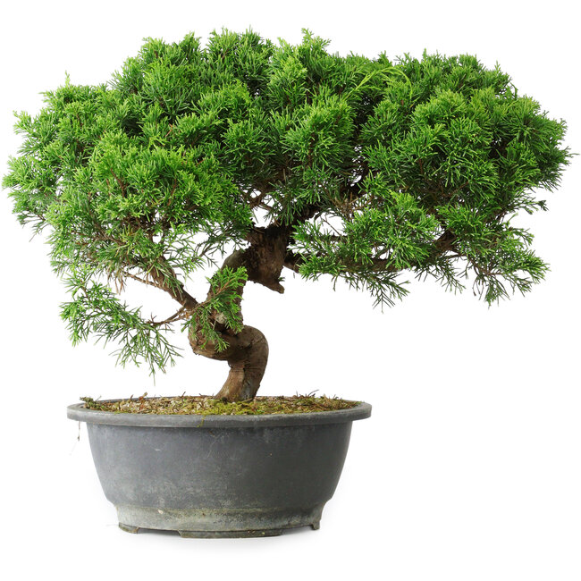Juniperus chinensis Itoigawa, 36 cm, ± 15 ans