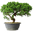 Juniperus chinensis Itoigawa, 36 cm, ± 15 years old
