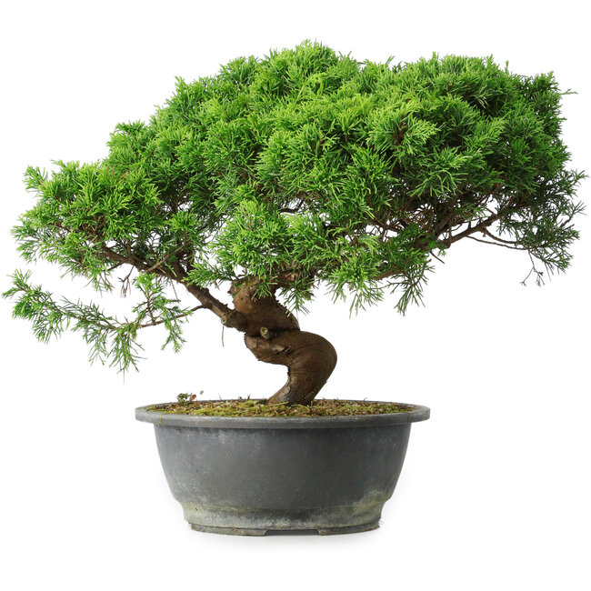 Juniperus chinensis Itoigawa, 36 cm, ± 15 Jahre alt