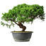 Juniperus chinensis Itoigawa, 36 cm, ± 15 Jahre alt