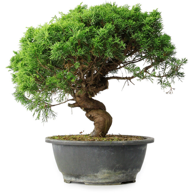 Juniperus chinensis Itoigawa, 36 cm, ± 15 anni