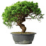 Juniperus chinensis Itoigawa, 36 cm, ± 15 Jahre alt