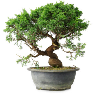 Juniperus chinensis Itoigawa, 36 cm, ± 15 ans