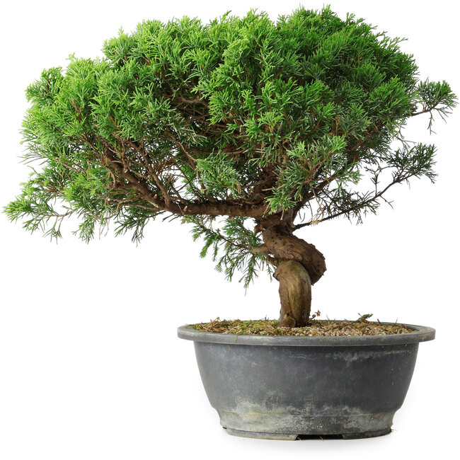 Juniperus chinensis Itoigawa, 36 cm, ± 15 jaar oud