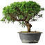 Juniperus chinensis Itoigawa, 36 cm, ± 15 Jahre alt