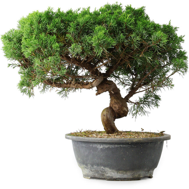 Juniperus chinensis Itoigawa, 36 cm, ± 15 Jahre alt