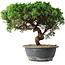 Juniperus chinensis Itoigawa, 36 cm, ± 15 años
