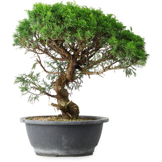 Juniperus chinensis Itoigawa, 36 cm, ± 15 ans
