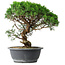 Juniperus chinensis Itoigawa, 36 cm, ± 15 anni