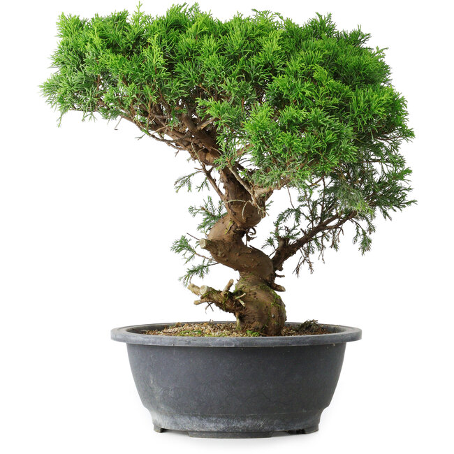 Juniperus chinensis Itoigawa, 36 cm, ± 15 anni
