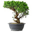 Juniperus chinensis Itoigawa, 36 cm, ± 15 años