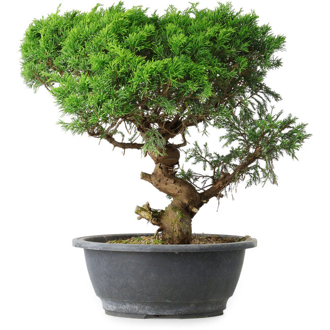 Juniperus chinensis Itoigawa, 36 cm, ± 15 ans
