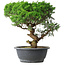 Juniperus chinensis Itoigawa, 36 cm, ± 15 jaar oud