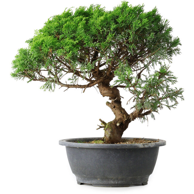 Juniperus chinensis Itoigawa, 36 cm, ± 15 Jahre alt