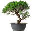 Juniperus chinensis Itoigawa, 36 cm, ± 15 years old