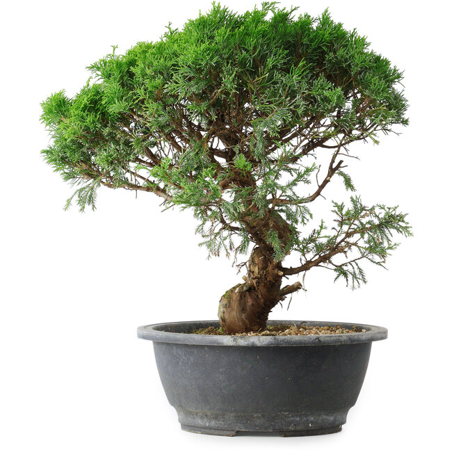 Juniperus chinensis Itoigawa, 36 cm, ± 15 jaar oud