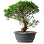 Juniperus chinensis Itoigawa, 36 cm, ± 15 años