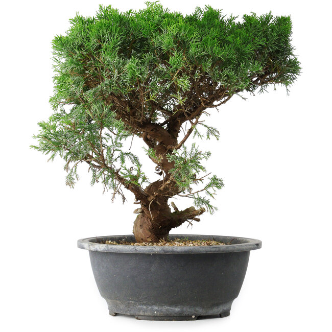 Juniperus chinensis Itoigawa, 36 cm, ± 15 jaar oud