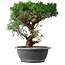 Juniperus chinensis Itoigawa, 36 cm, ± 15 ans